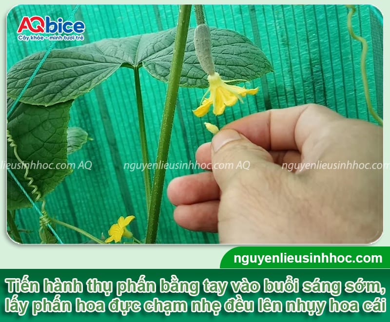 Hướng dẫn cách thụ phấn cho dưa leo giúp vườn đậu sai quả 4 Hướng dẫn cách thụ phấn cho dưa leo giúp vườn đậu sai quả