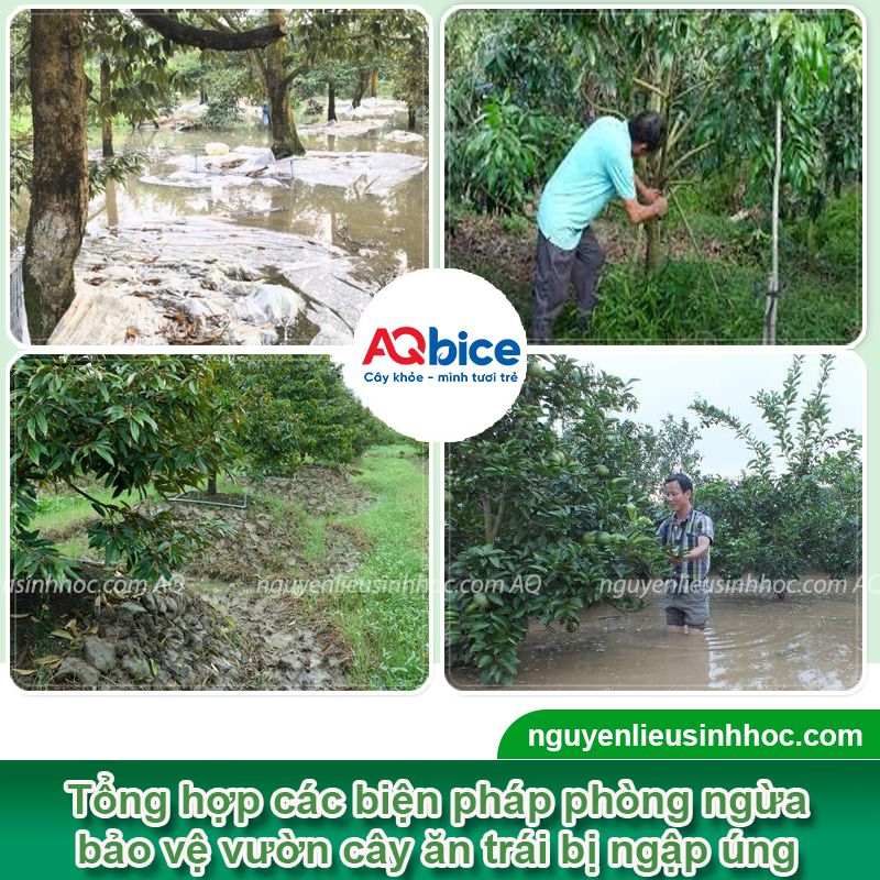 Phục hồi và bảo vệ cây ăn trái bị úng nước trong mùa mưa lũ 3 Phục hồi và bảo vệ cây ăn trái bị úng nước trong mùa mưa lũ