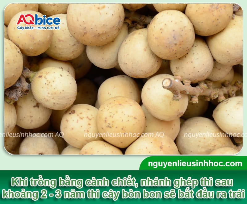 Cây bòn bon trồng ở miền Bắc được không? Hướng dẫn từ A-Z 2 Cây bòn bon trồng ở miền Bắc được không? Hướng dẫn từ A-Z