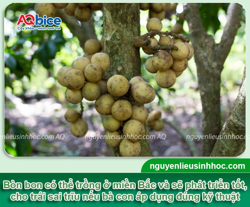Cây bòn bon trồng ở miền Bắc được không? Hướng dẫn từ A-Z 1 Cây bòn bon trồng ở miền Bắc được không? Hướng dẫn từ A-Z