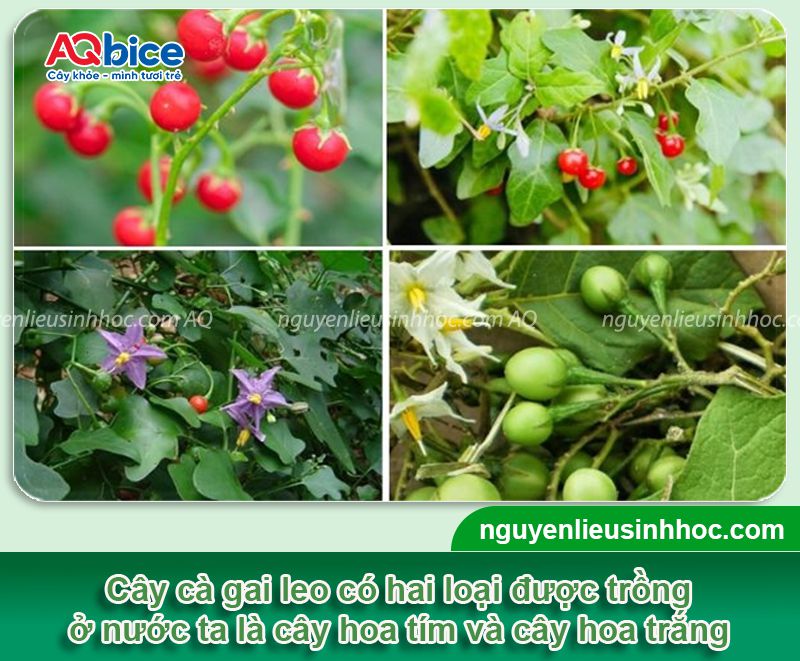 Cách trồng cây cà gai leo năng suất cao, thu hái làm dược liệu