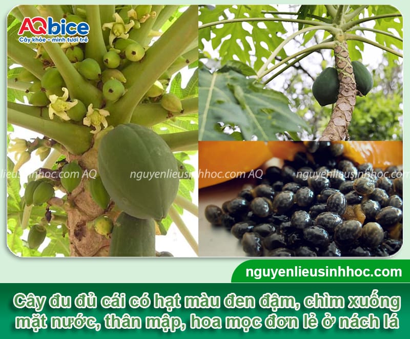 Hướng dẫn cách phân biệt đu đủ đực và cái khi cây còn nhỏ 3 Hướng dẫn cách phân biệt đu đủ đực và cái khi cây còn nhỏ
