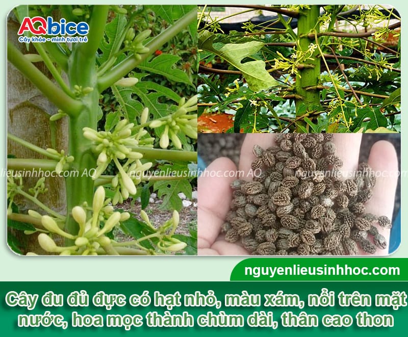 Hướng dẫn cách phân biệt đu đủ đực và cái khi cây còn nhỏ 2 Hướng dẫn cách phân biệt đu đủ đực và cái khi cây còn nhỏ