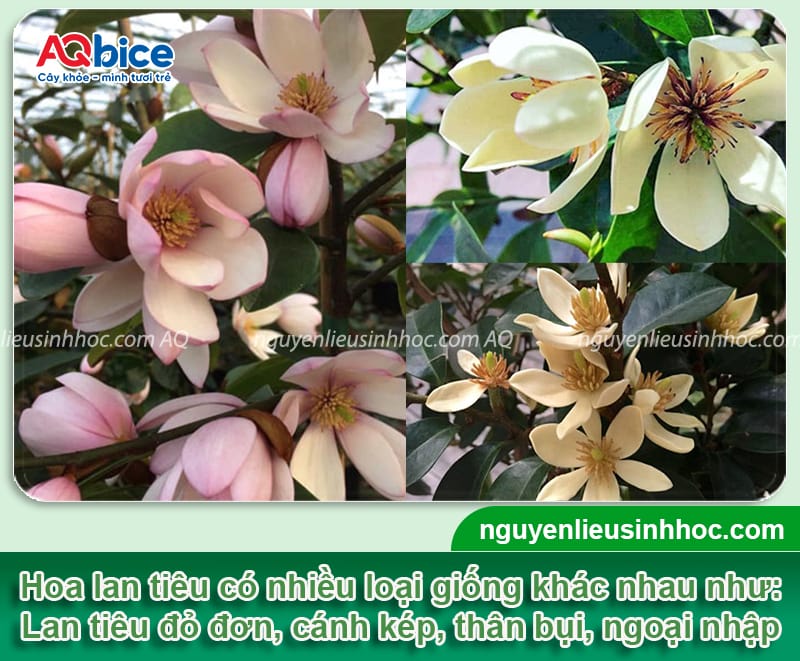 Cách trồng và chăm sóc cây hoa lan tiêu nở đồng đều, bền đẹp 3 Cách trồng và chăm sóc cây hoa lan tiêu nở đồng đều, bền đẹp