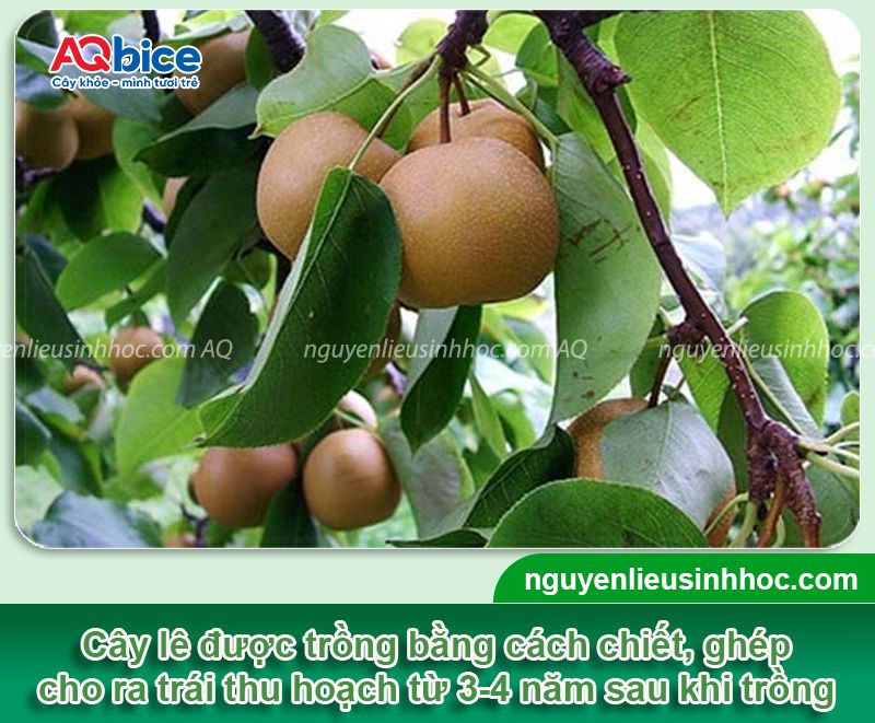 Trồng cây lê ở miền Bắc đúng kỹ thuật cho quả giòn ngọt