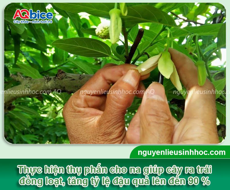 Cách thụ phấn cho na đúng kỹ thuật, trái sai trĩu, đẹp tròn 2 Cách thụ phấn cho na đúng kỹ thuật cho trái tròn đẹp sai trĩu