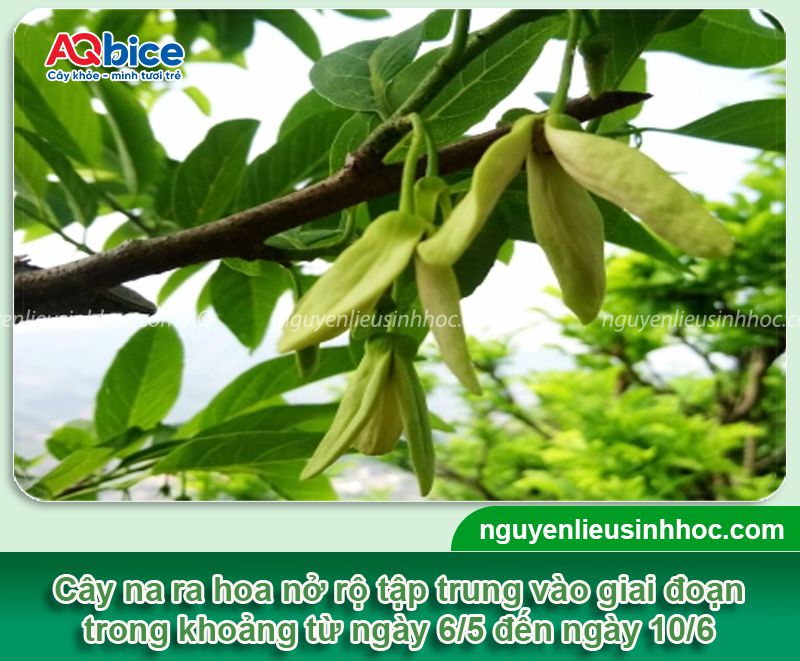 Cách thụ phấn cho na đúng kỹ thuật, trái sai trĩu, đẹp tròn 3 Cách thụ phấn cho na đúng kỹ thuật cho trái tròn đẹp sai trĩu