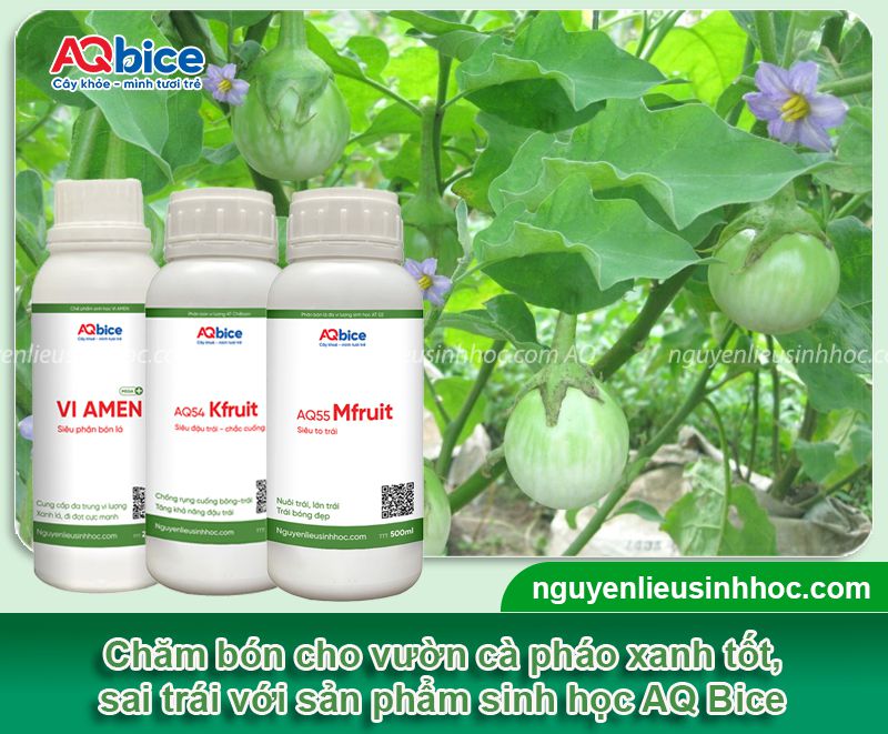 Cách trồng cà pháo bằng hạt đơn giản tại nhà nhanh cho trái