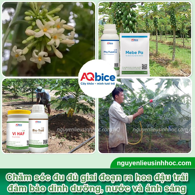 Cách kích cây đu đủ ra trái đúng vụ, sai trĩu, ít sâu bệnh 2 Kích cây đu đủ ra trái đúng vụ và chăm sóc trái to trĩu cành