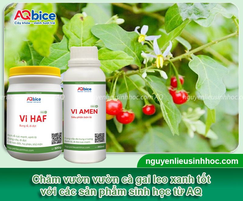 Cách trồng cây cà gai leo đơn giản, cho năng suất cao 4 Cách trồng cây cà gai leo năng suất cao, thu hái làm dược liệu