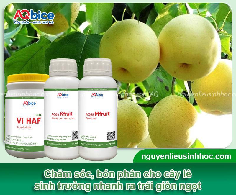 Trồng cây lê ở miền Bắc đúng kỹ thuật cho quả giòn ngọt 4 Trồng cây lê ở miền Bắc đúng kỹ thuật cho quả giòn ngọt