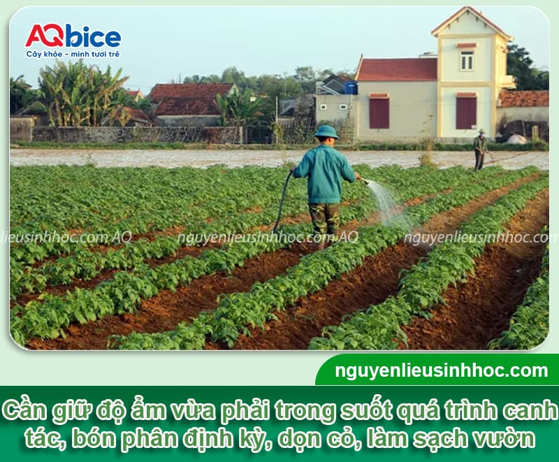 Miền Bắc trồng khoai tây vào tháng mấy cho củ to và nhiều? 5 Miền Bắc trồng khoai tây vào tháng mấy cho củ to và nhiều?