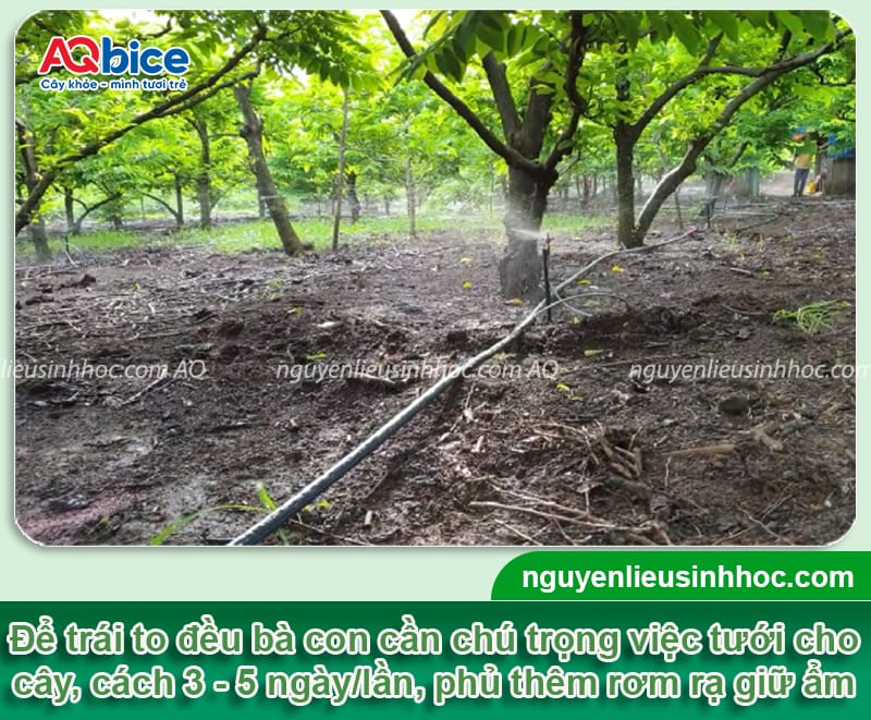 Cách chăm sóc cây na cho ra quả đồng đều, đạt tiêu chuẩn cao 4 Cách chăm sóc cây na cho ra quả đồng đều, đạt tiêu chuẩn cao