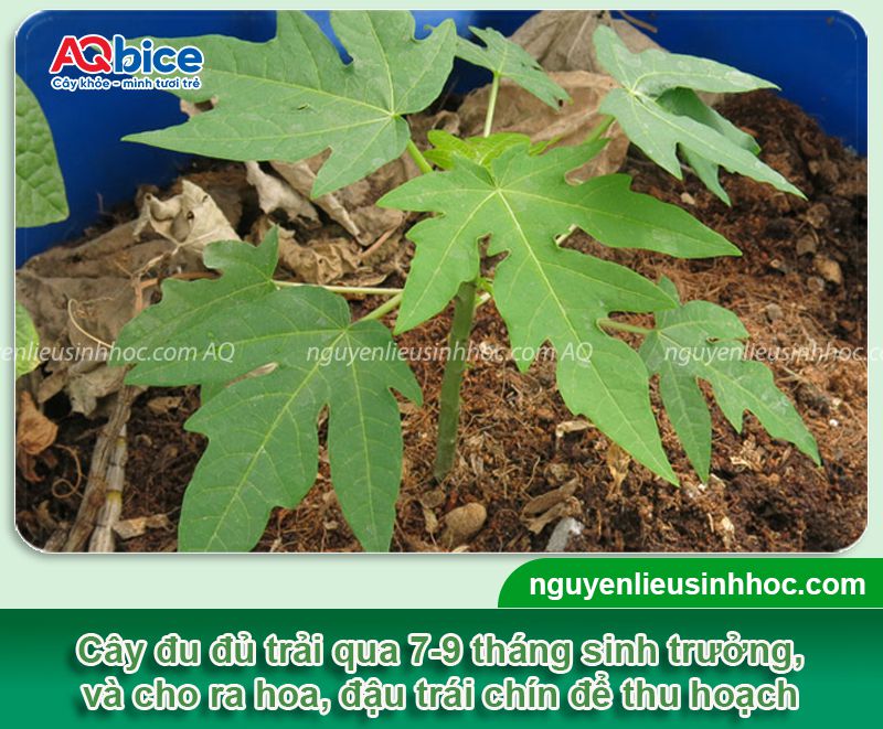 Đu đủ trồng mấy tháng có trái? Cách dưỡng cây sai trĩu quả 2 Đu đủ trồng mấy tháng có trái? Dưỡng cây sai trĩu quả