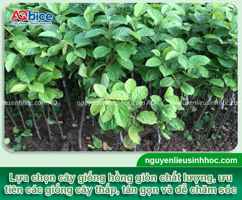 Cách trồng cây hồng giòn trước nhà giúp thu hút tài lộc 3 Hướng dẫn cách trồng cây hồng giòn trước nhà thu hút tài lộc