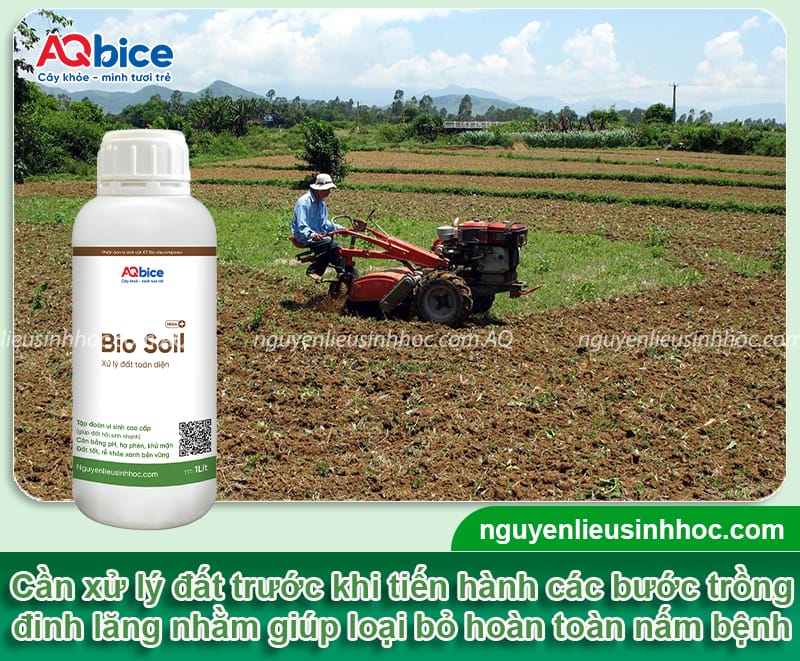 Hướng dẫn cách trồng cây đinh lăng lá xanh tốt, ít sâu bệnh 4 Hướng dẫn cách trồng cây đinh lăng phát triển, ít sâu bệnh