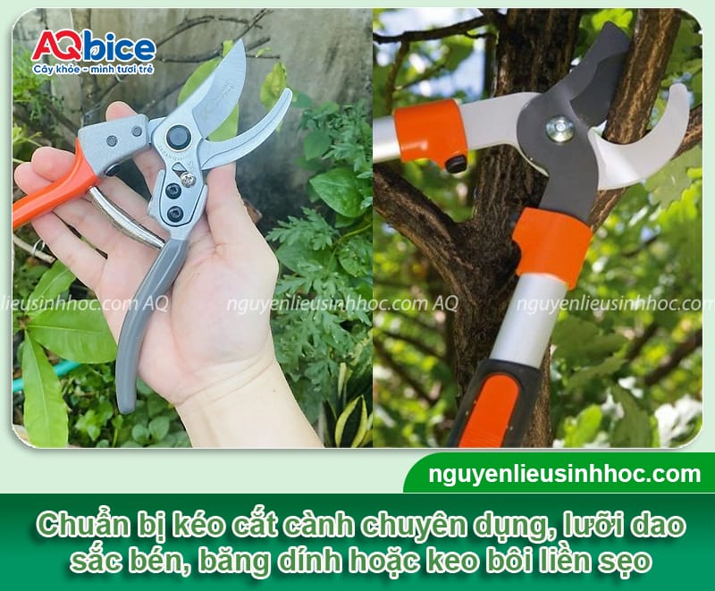 Khi nào là thời điểm cắt tỉa cây chanh tốt nhất để cây khỏe 4 Thời điểm cắt tỉa cây chanh phù hợp và cách tỉa đúng cách