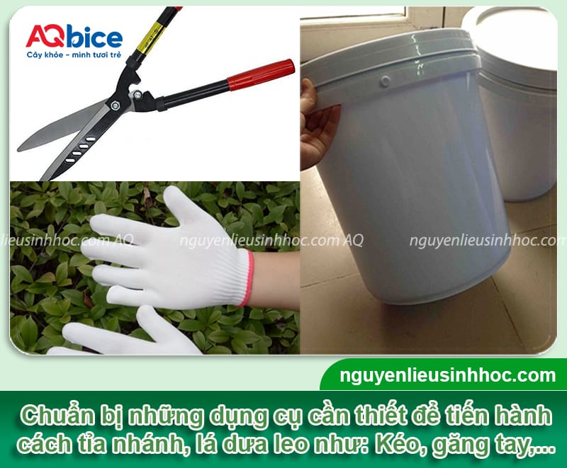 Hướng dẫn cách tỉa dưa leo đúng kỹ thuật, giúp trái ra nhiều 4 Hướng dẫn cách tỉa dưa leo đúng kỹ thuật, giúp trái ra nhiều
