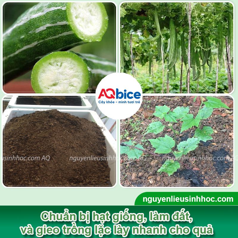 Thời vụ trồng lặc lày ở miền Bắc? Khi nào thu hoạch? 4 Thời vụ trồng lặc lày ở miền Bắc? Khi nào thu hoạch?