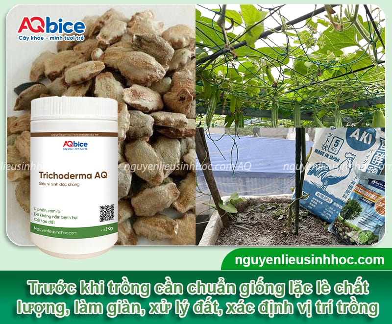 Cách trồng cây lặc lè xanh tốt quanh năm, đạt năng suất cao 3 Cách trồng cây lặc lè xanh tốt quanh năm, đạt năng suất cao