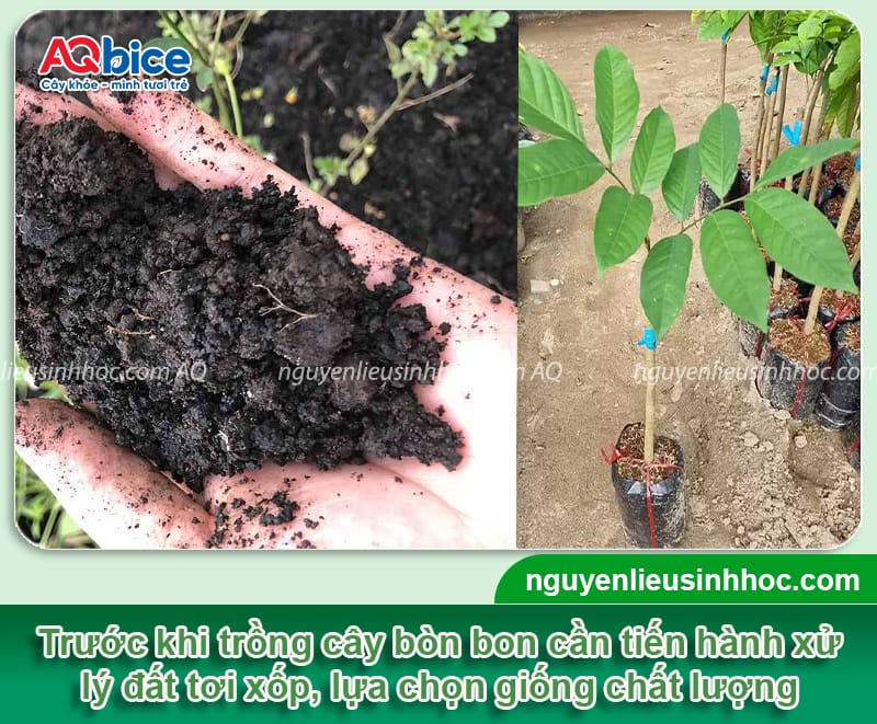 Hướng dẫn cách trồng cây bòn bon nhanh ra quả, ít sâu bệnh 3 Hướng dẫn cách trồng cây bòn bon nhanh ra quả, ít sâu bệnh