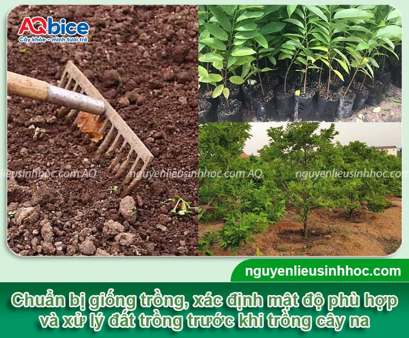Cách trồng cây na tại nhà cho quả ngọt, sai trĩu cành 4 Cách trồng cây na đơn giản tại nhà cho quả ngọt sai trĩu cành
