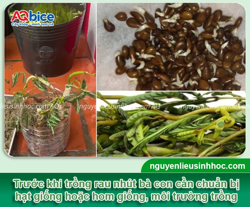 Kỹ thuật trồng cây rau nhút đơn giản, nhanh thu hoạch 4 Kỹ thuật trồng cây rau nhút hiệu quả, cho năng suất cao