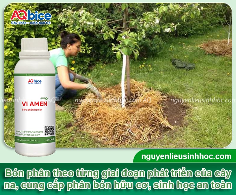 Cách trồng cây na tại nhà cho quả ngọt, sai trĩu cành 6 Cách trồng cây na đơn giản tại nhà cho quả ngọt sai trĩu cành