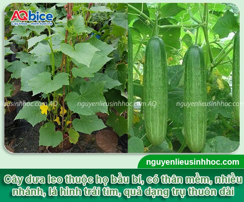 Trồng dưa leo không cần giàn: Giống gì phù hợp và cách chăm 2 Trồng dưa leo không cần giàn: Giống gì phù hợp và cách chăm