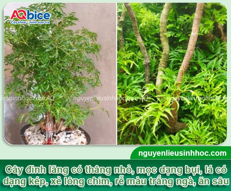 Hướng dẫn cách trồng cây đinh lăng lá xanh tốt, ít sâu bệnh 2 Hướng dẫn cách trồng cây đinh lăng phát triển, ít sâu bệnh