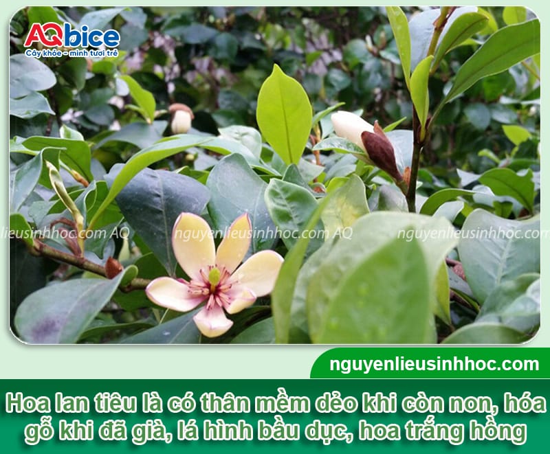Cách trồng và chăm sóc cây hoa lan tiêu nở đồng đều, bền đẹp 2 Cách trồng và chăm sóc cây hoa lan tiêu nở đồng đều, bền đẹp