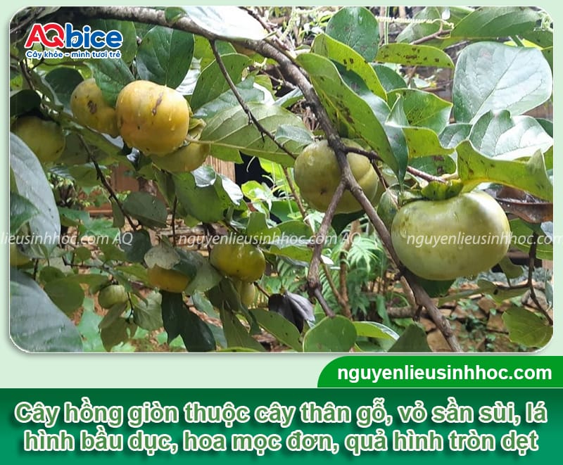Cách trồng cây hồng giòn trước nhà giúp thu hút tài lộc 2 Hướng dẫn cách trồng cây hồng giòn trước nhà thu hút tài lộc