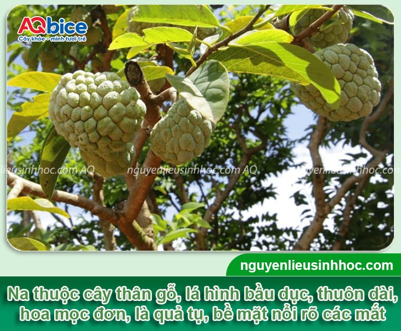 Cách trồng cây na tại nhà cho quả ngọt, sai trĩu cành 2 Cách trồng cây na đơn giản tại nhà cho quả ngọt sai trĩu cành