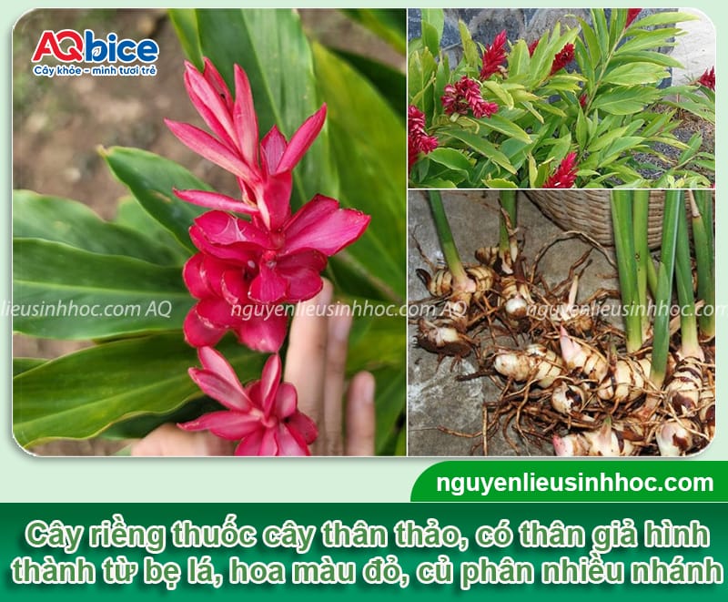 Hướng dẫn cách trồng củ riềng to đều, thu hoạch nhanh 2 Hướng dẫn cách trồng củ riềng to đều, đạt năng suất cao