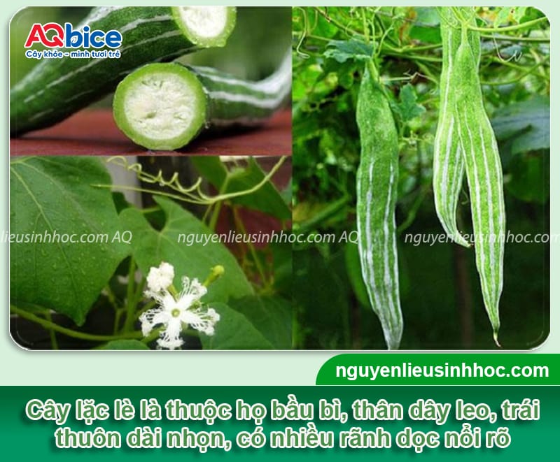 Cách trồng cây lặc lè xanh tốt quanh năm, đạt năng suất cao 2 Cách trồng cây lặc lè xanh tốt quanh năm, đạt năng suất cao