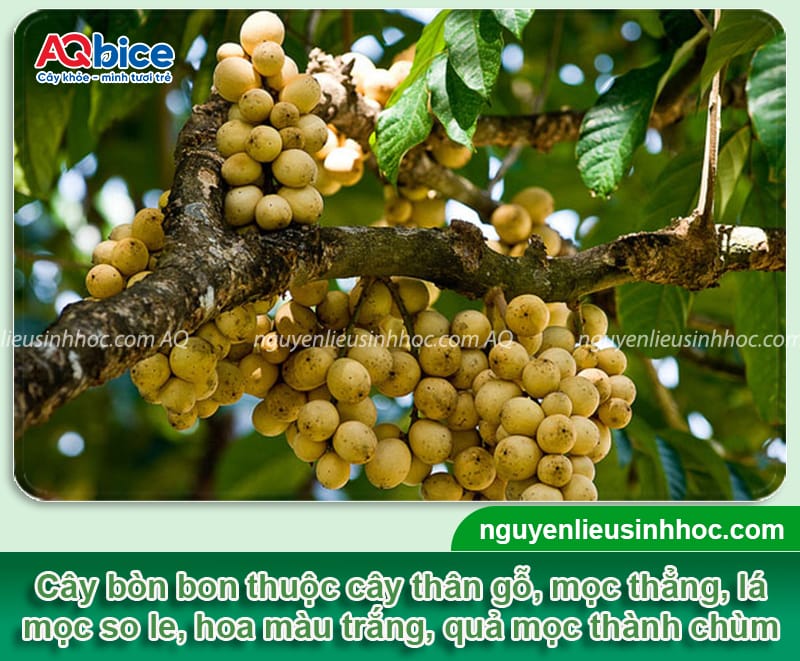 Hướng dẫn cách trồng cây bòn bon nhanh ra quả, ít sâu bệnh 2 Hướng dẫn cách trồng cây bòn bon nhanh ra quả, ít sâu bệnh