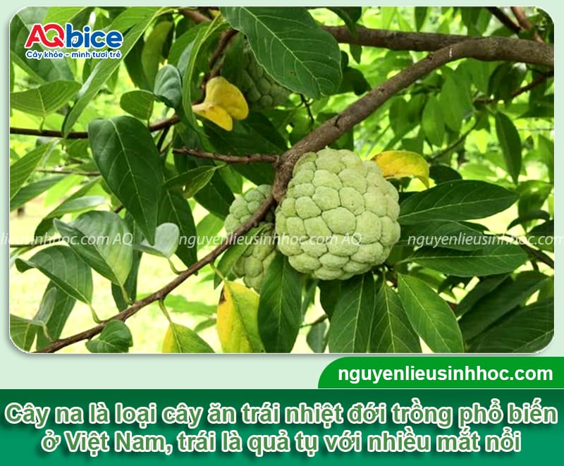 Cách chăm sóc cây na cho ra quả đồng đều, đạt tiêu chuẩn cao 2 Cách chăm sóc cây na cho ra quả đồng đều, đạt tiêu chuẩn cao