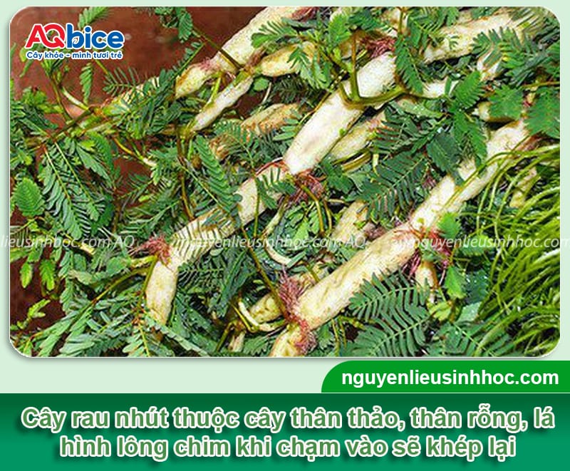 Kỹ thuật trồng cây rau nhút đơn giản, nhanh thu hoạch 2 Kỹ thuật trồng cây rau nhút hiệu quả, cho năng suất cao