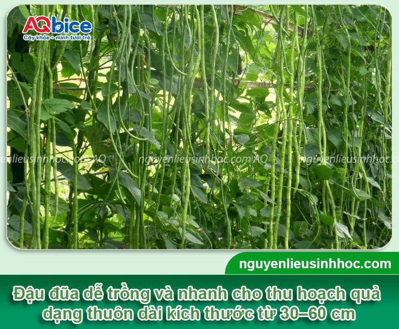 Thời vụ trồng đậu đũa ở miền Bắc để cho năng suất cao 2 Thời vụ trồng đậu đũa ở miền Bắc và chăm sóc năng suất cao
