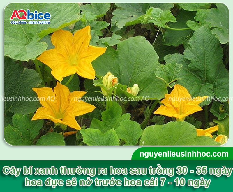 Thời vụ trồng bí xanh ở miền Bắc: Bí quyết sai quả, ít sâu 2 Thời vụ trồng bí xanh ở miền Bắc: Bí quyết sai quả, ít sâu