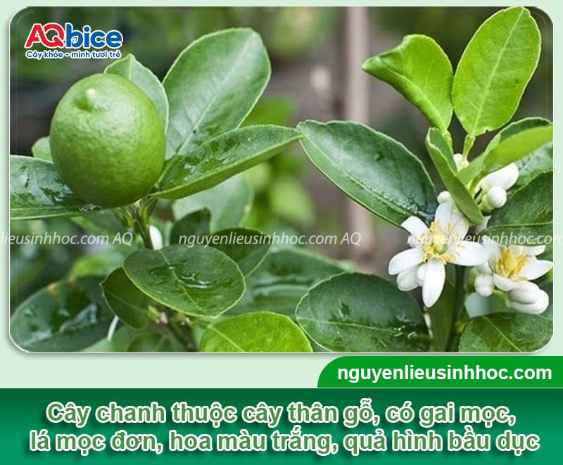 Hướng dẫn cách làm cho cây chanh ra trái to, nhiều nước 2 Hướng dẫn cách làm cho cây chanh ra trái đều, mọng nước