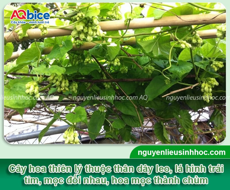 Trồng hoa thiên lý bao lâu thì ra hoa: Mẹo chăm hoa ra nhiều 2 Trồng hoa thiên lý bao lâu thì ra hoa? Cách chăm hoa ra đều