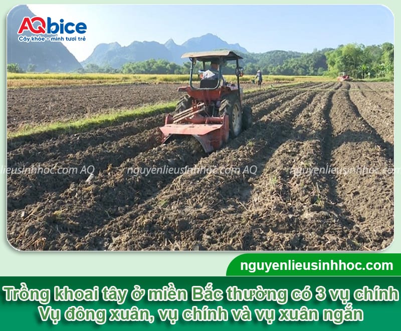 Miền Bắc trồng khoai tây vào tháng mấy cho củ to và nhiều? 2 Miền Bắc trồng khoai tây vào tháng mấy cho củ to và nhiều?