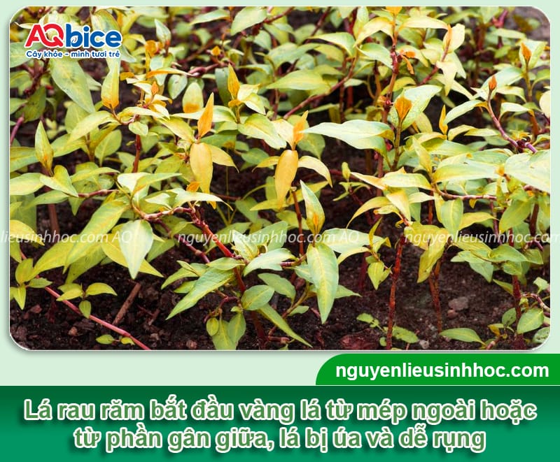 Nguyên nhân rau răm bị vàng lá và Cách phòng trừ an toàn 2 Nguyên nhân rau răm bị vàng lá và cách phòng trừ an toàn