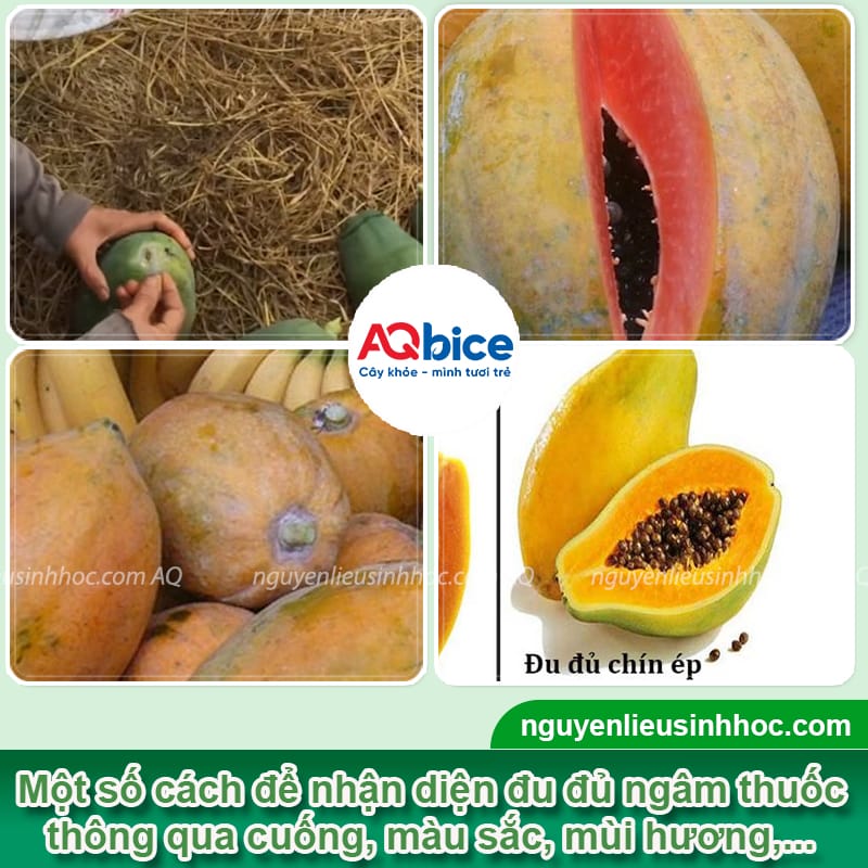 Phân biệt đu đủ ngâm thuốc và đu đủ chín tự nhiên 3 Nhận diện đu đủ ngâm thuốc và các giải pháp bảo vệ nông sản