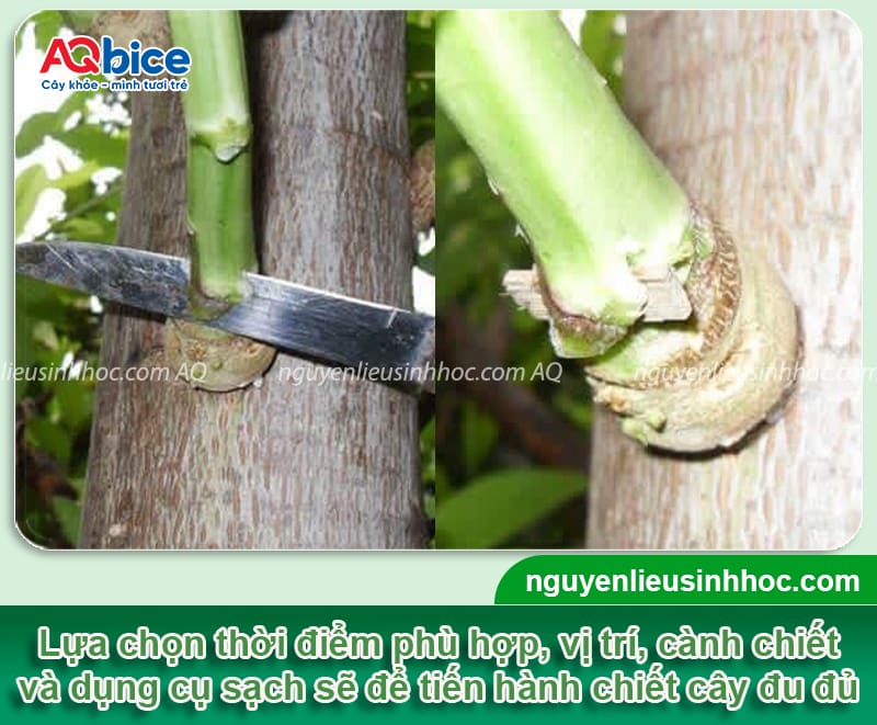 Hưỡng dẫn cách chiết cây đu đủ tỷ lệ sống cao, phát triển tốt