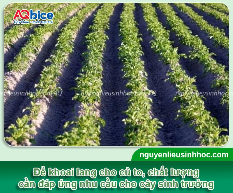 Thời vụ trồng khoai lang ở miền Bắc cho thu hoạch củ to 3 Thời vụ trồng khoai lang ở miền Bắc cho thu hoạch củ to