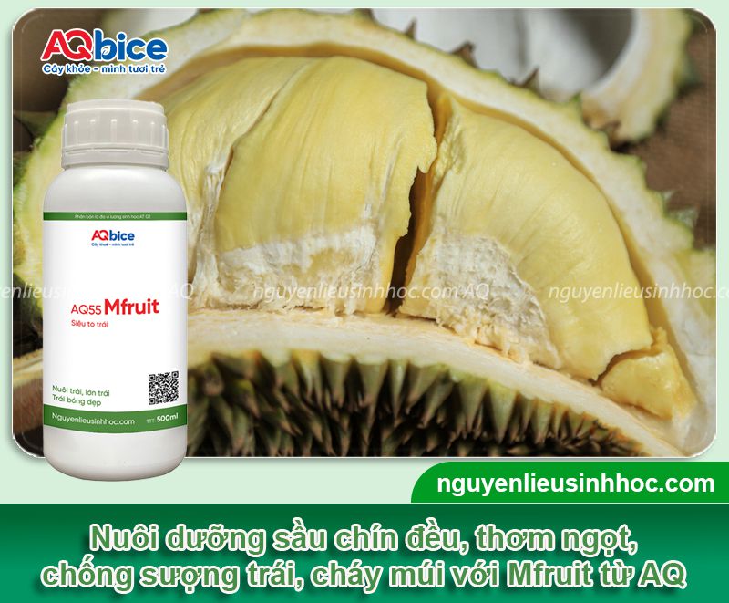 Sầu riêng bị cháy múi: Nguyên nhân và Cách khắc phục 4 Sầu riêng bị cháy múi: Nguyên nhân và cách khắc phục