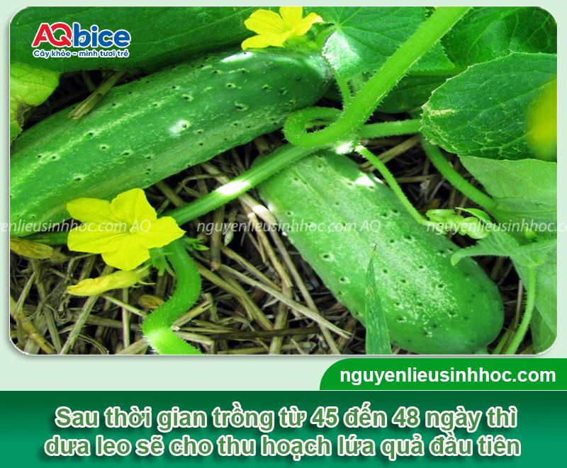 Dưa leo bao nhiêu ngày thu hoạch? Cách chăm dưa nhanh lớn 2 Dưa leo bao nhiêu ngày thu hoạch? Chăm sóc dưa nhanh lớn