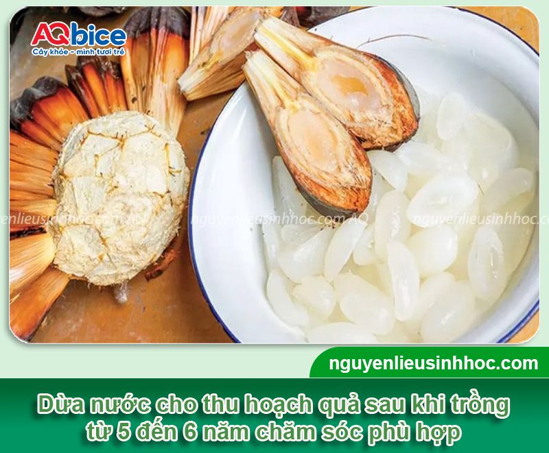 Cách trồng dừa nước đúng kỹ thuật, nhanh cho hái quả 2 Cách trồng dừa nước đúng kỹ thuật, cho năng suất cao